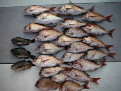 小豆島海域、鯛サビキ釣果